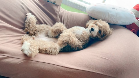 LINE_ALBUM_きなここあ🐶_241127_16