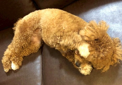 LINE_ALBUM_きなここあ🐶_251209_22