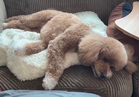 LINE_ALBUM_きなここあ🐶_241211_2