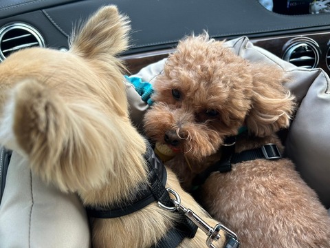 LINE_ALBUM_ちゃん、豊洲に行く(ららぽーととビバホーム豊洲)_241108_48