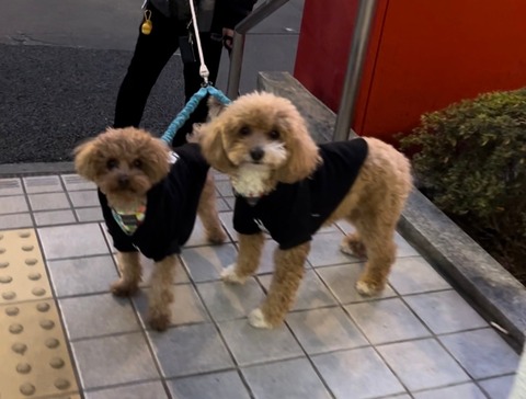 LINE_ALBUM_きなここあ🐶_250114_1