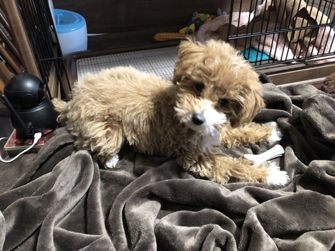 子犬トリミング前3