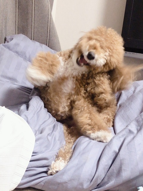 LINE_ALBUM_きなここあ🐶_250715_1