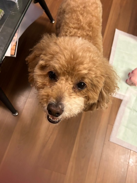 LINE_ALBUM_きなここあ🐶_250120_6