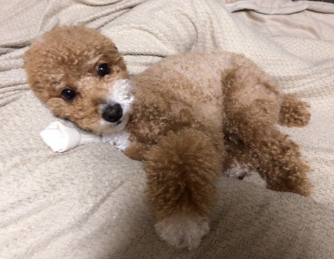 LINE_ALBUM_きなここあ🐶_260511_6