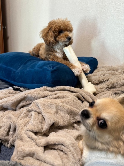 LINE_ALBUM_きなここあ🐶_241127_3