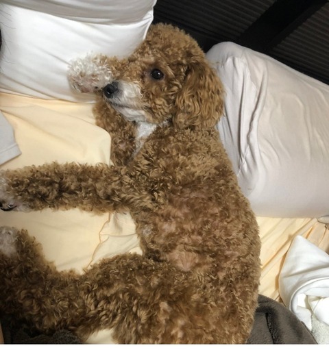 LINE_ALBUM_きなここあ🐶_241127_10