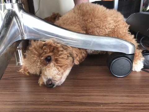 LINE_ALBUM_きなここあ🐶_250406_25