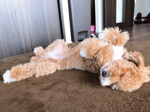 LINE_ALBUM_きなここあ🐶_250406_12