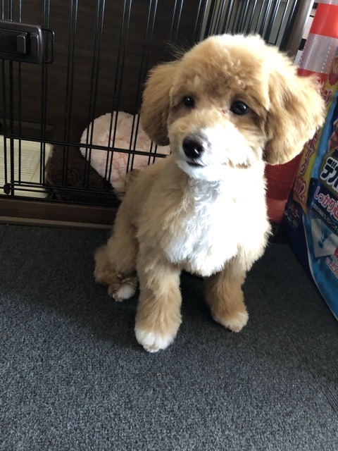 子犬トリミング後