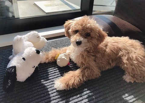 LINE_ALBUM_きなここあ_241106_1