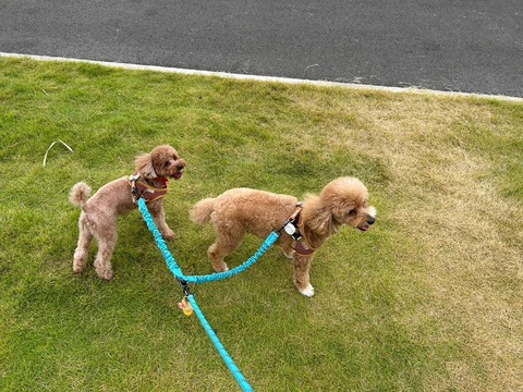 LINE_ALBUM_ライブドアいっぬ施設_241018_1