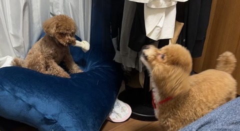 LINE_ALBUM_きなここあ🐶_241013_1