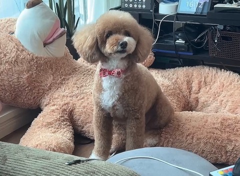 LINE_ALBUM_きなここあ🐶_241211_1