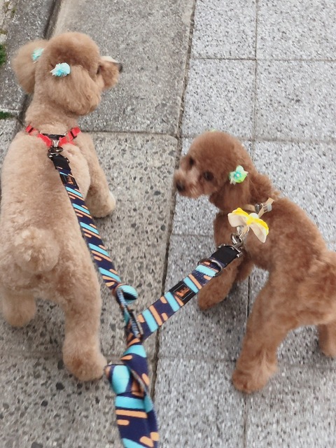 LINE_ALBUM_きなここあ🐶_260511_8