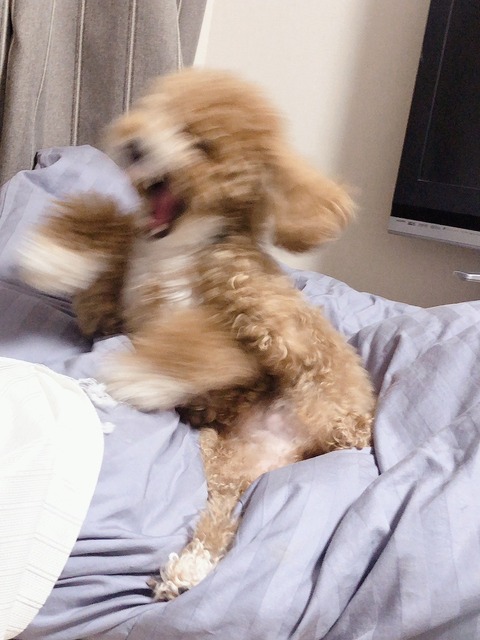 LINE_ALBUM_きなここあ🐶_250715_4