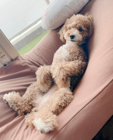 LINE_ALBUM_きなここあ🐶_241127_17