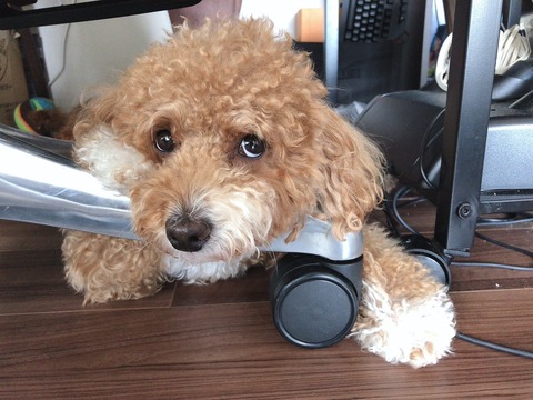 LINE_ALBUM_きなここあ🐶_250406_26