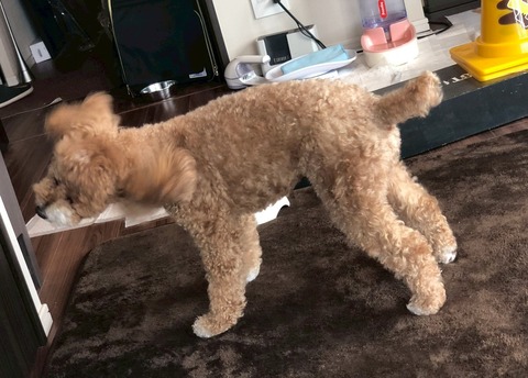 LINE_ALBUM_きなここあ🐶_260511_7