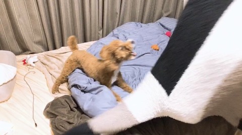 犬1