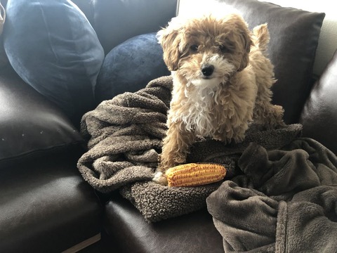 子犬トリミング前