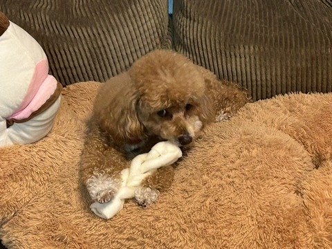 LINE_ALBUM_きなここあ🐶_250613_5