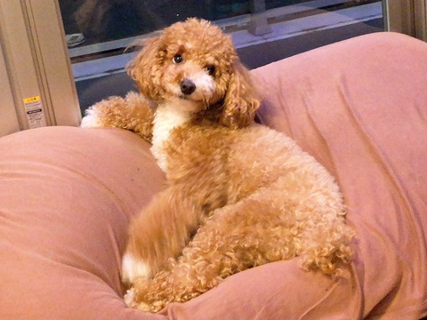 LINE_ALBUM_きなここあ🐶_250406_18
