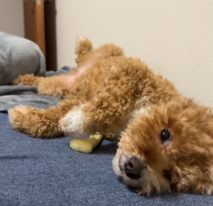 スクリーンショット (2668)