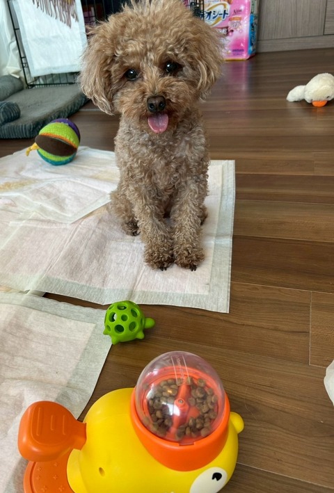 LINE_ALBUM_コーン発送の儀式_250502_1