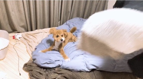 犬2
