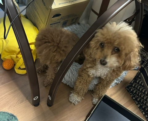LINE_ALBUM_きなここあ🐶_250324_16