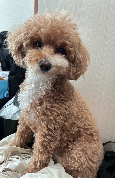 LINE_ALBUM_きなここあ🐶_241127_9