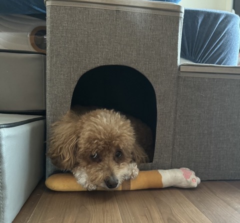 0DE43276-DFF9-4031-9BB5-EECD2E2F215C