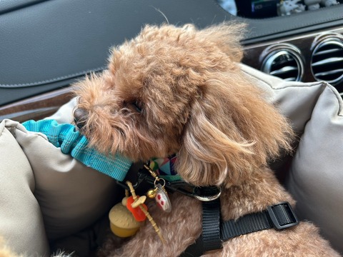 LINE_ALBUM_ちゃん、豊洲に行く(ららぽーととビバホーム豊洲)_241108_51