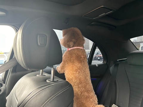 LINE_ALBUM_ライブドアいっぬ施設_241018_3