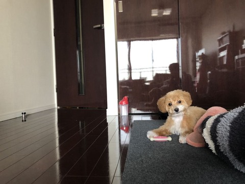 子犬