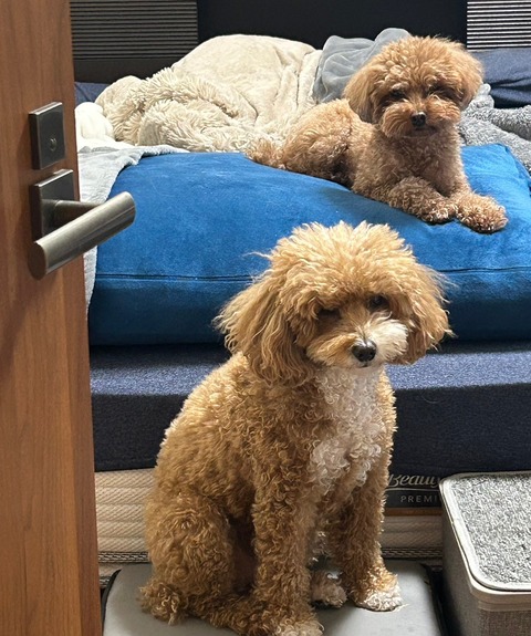 LINE_ALBUM_きなここあ🐶_250110_9