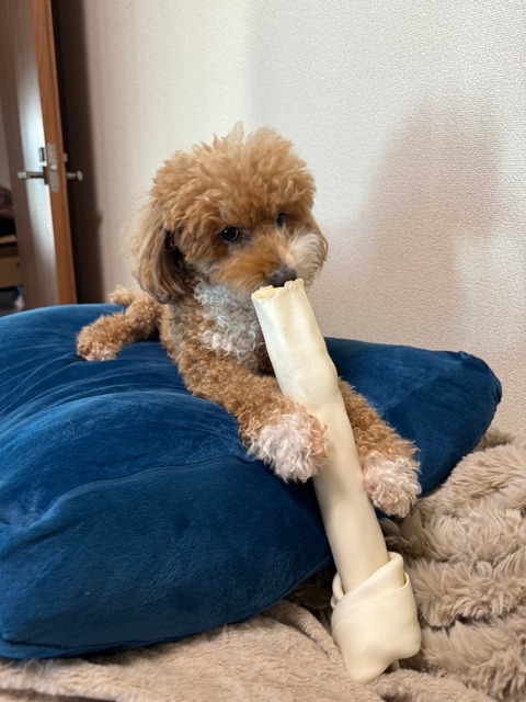 LINE_ALBUM_きなここあ🐶_241127_1