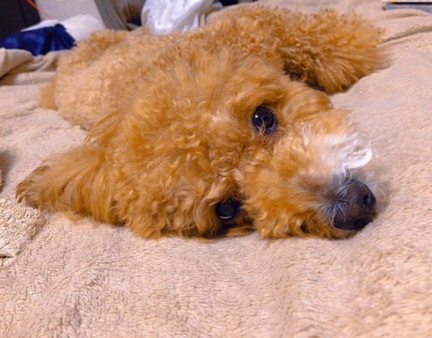 LINE_ALBUM_きなここあ🐶_260511_13