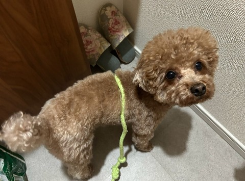 LINE_ALBUM_きなここあ🐶_250309_4