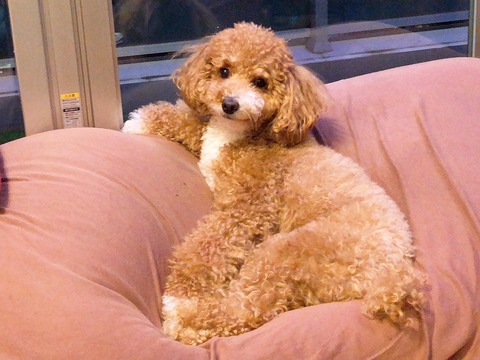 LINE_ALBUM_きなここあ🐶_250406_16