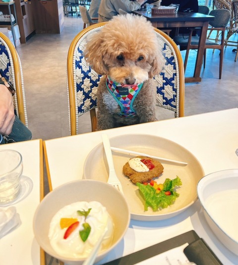 LINE_ALBUM_ちゃん、豊洲に行く(ららぽーととビバホーム豊洲)_241108_33