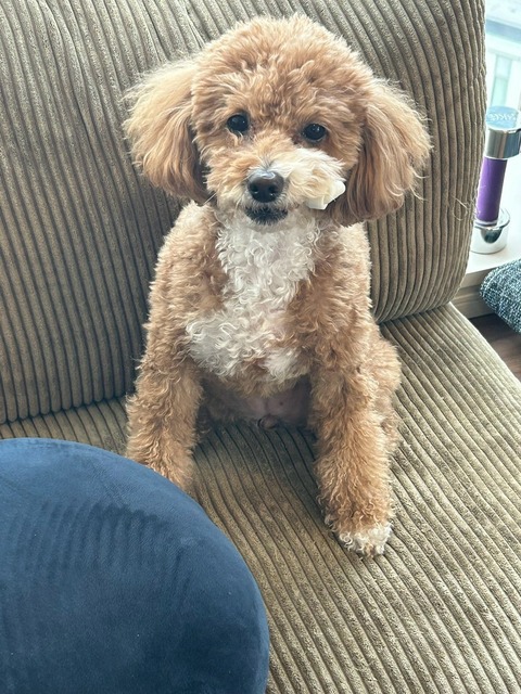 LINE_ALBUM_きなここあ🐶_250324_1