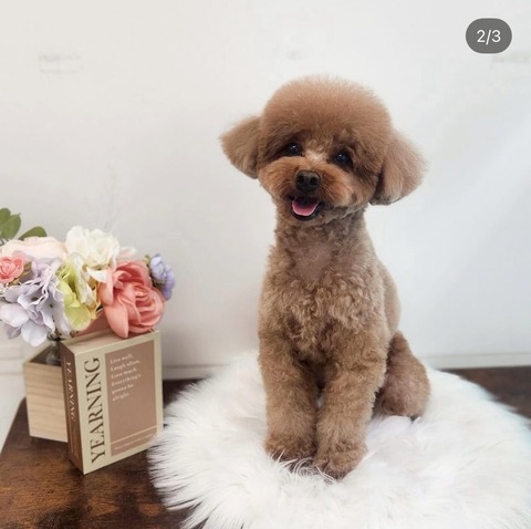 LINE_ALBUM_きなここあ🐶_250618_1