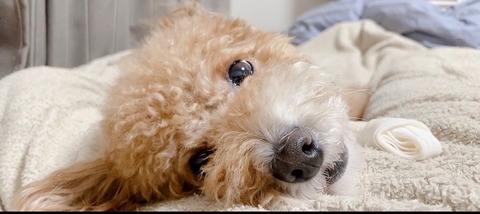 LINE_ALBUM_きなここあ🐶_241127_18