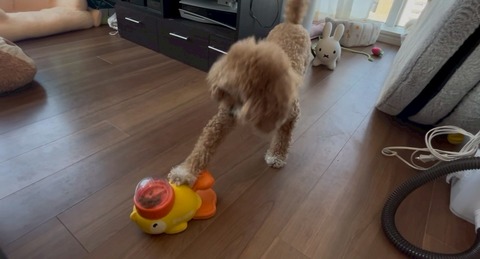 LINE_ALBUM_きなここあ🐶_250508_4