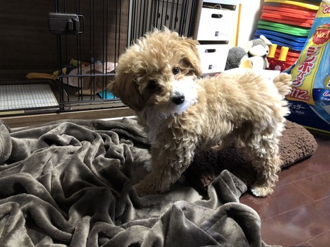 子犬トリミング前4