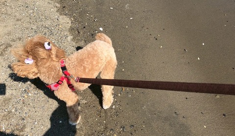 LINE_ALBUM_きなここあ🐶_260511_12