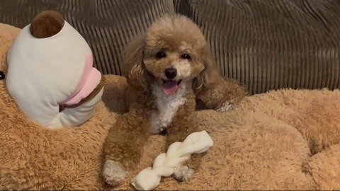 LINE_ALBUM_きなここあ🐶_250613_3