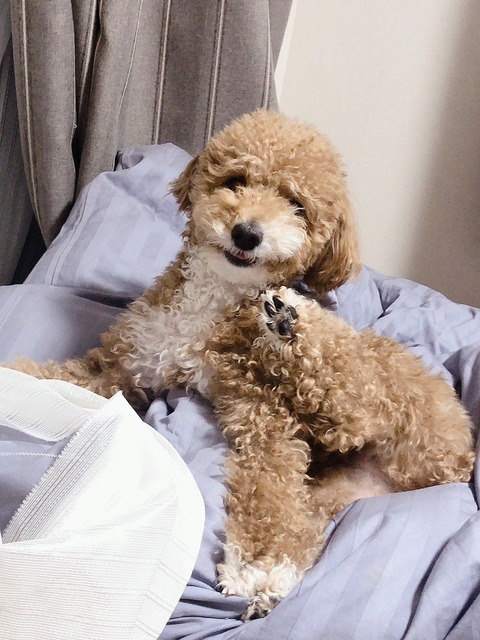 LINE_ALBUM_きなここあ🐶_250715_2